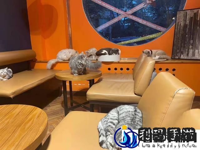 轰趴猫,揭秘城市里的猫咪主题轰趴现象及其背后的社会文化寓意