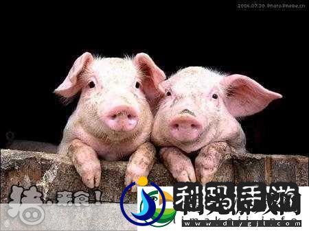 人or猪or狗热度超高