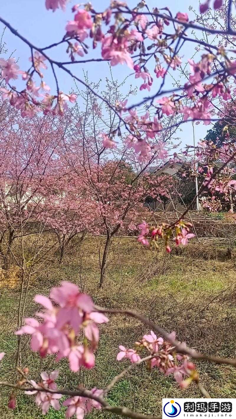 樱花视频高清播放在线观看——畅享极致视觉盛宴
