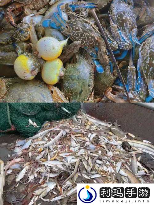 夏日渔趣,探索捕鱼来了8月26日不限号测试的无限魅力