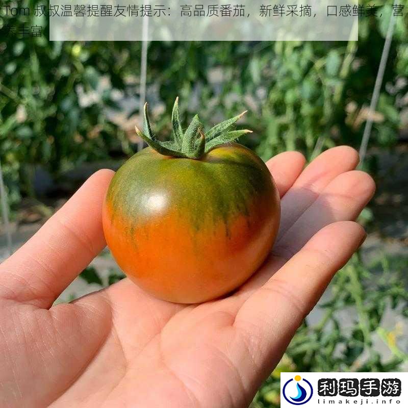 Tom 叔叔温馨提醒友情提示:高品质番茄,新鲜采摘,口感鲜美,营养丰富