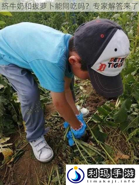 挤牛奶和拔萝卜能同吃吗?专家解答来了
