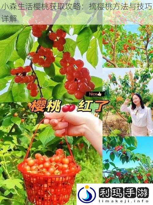 小森生活樱桃获取攻略:摘樱桃方法与技巧详解