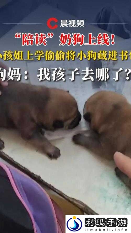 53 岁大妈与小奶狗的奇妙爱恋