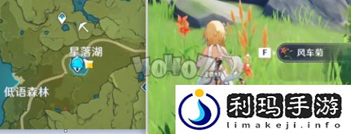 风车菊采集位置分享(原神风车菊哪里采集)