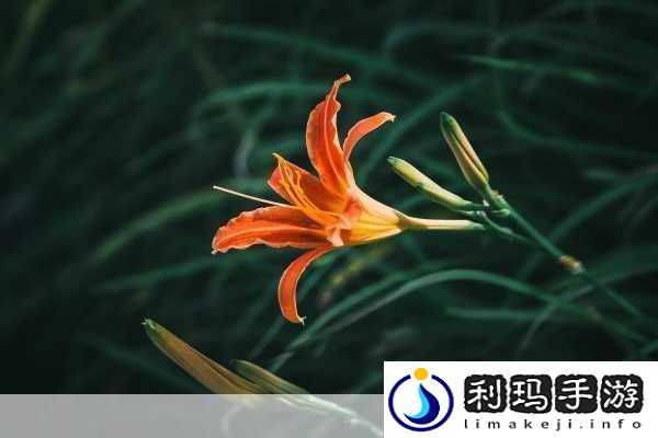 久久丫忘忧草产品