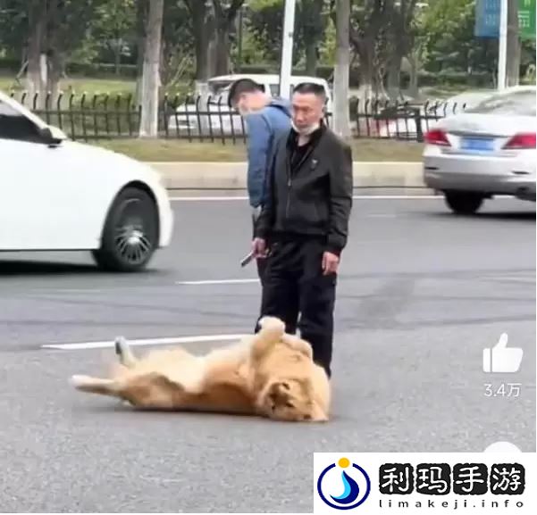 站岗小狗什么梗
