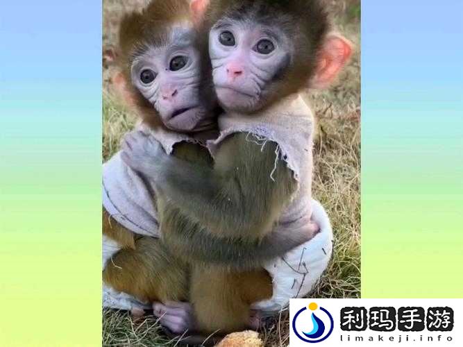 两只猴子能否成为夫妻探讨
