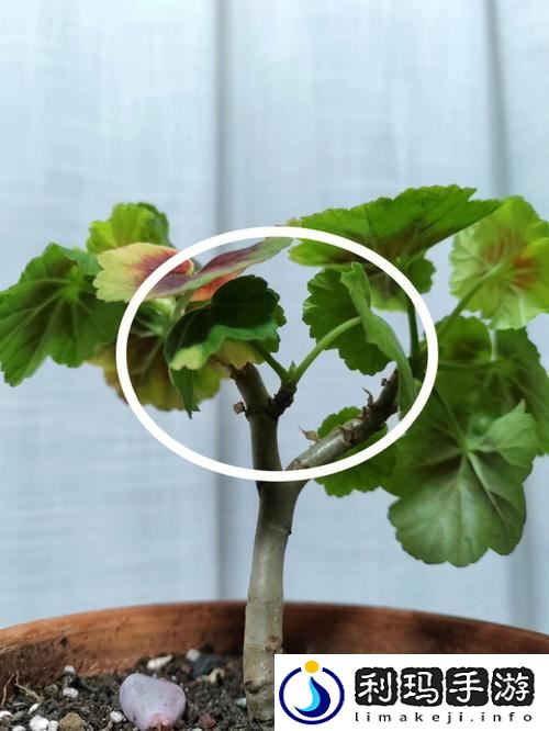 床上植物扦插方法大全