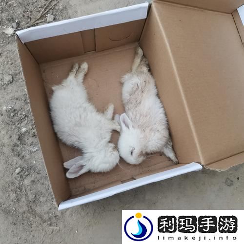 扯开衣服两只小兔子跳出来