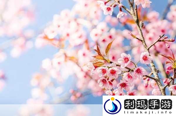 日本最大但人文艺术欣赏的背景