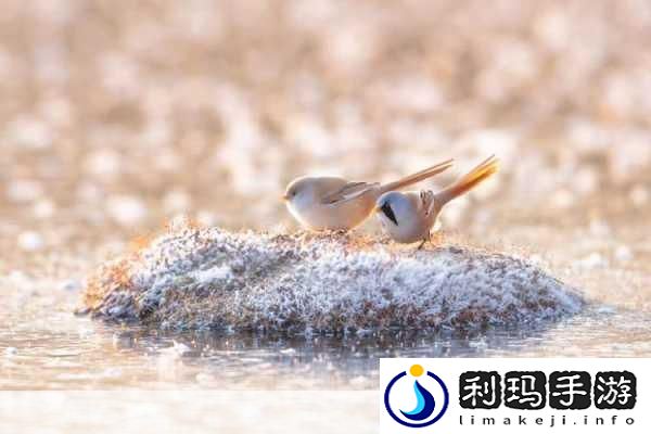黑料独家爆料曝光揭秘黑料独家揭秘