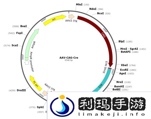 重生细胞SL操作方法步骤分享