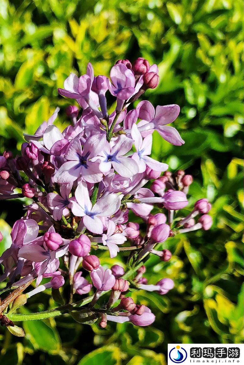丁香花完整版视频