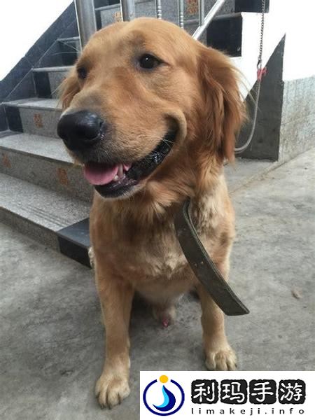 狗狗的东西又硬又烫又臭