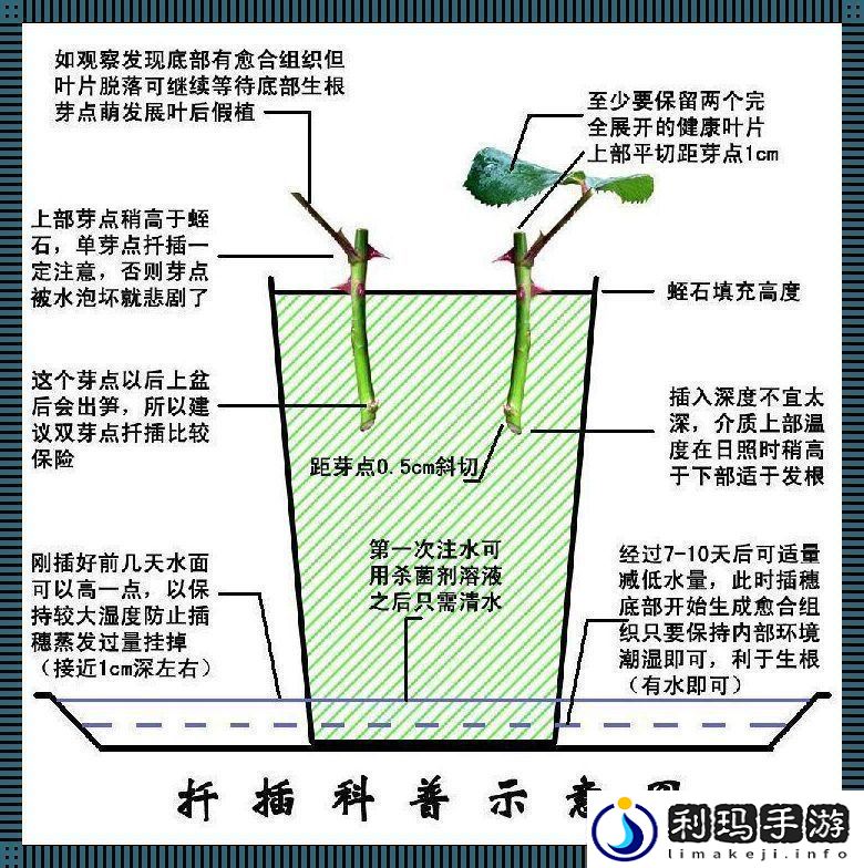 日本72变插花术