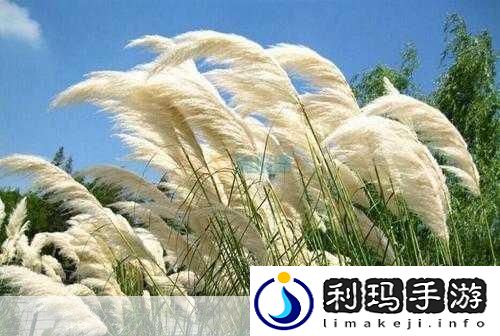 芦苇丛深处中的温情