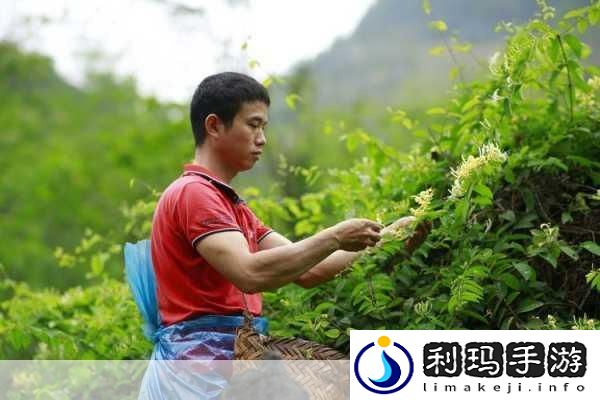 菊内留香金银花