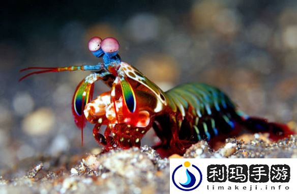 出拳速度堪比子弹