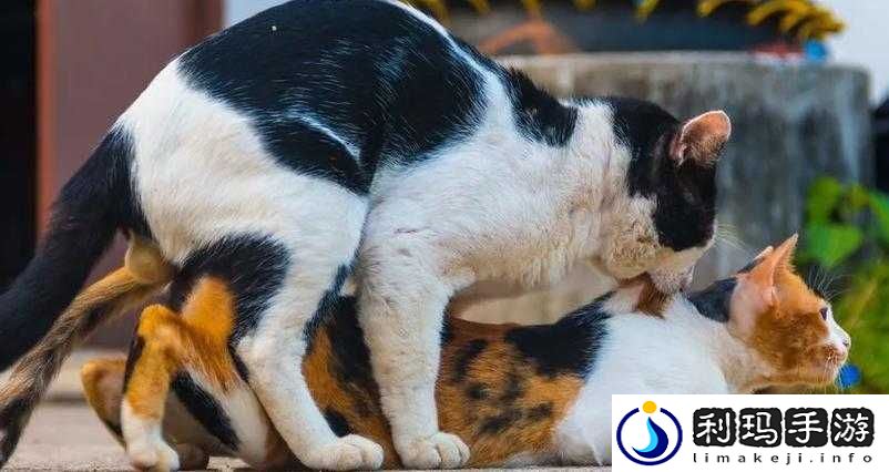 男人与雌性宠物之间的奇妙互动