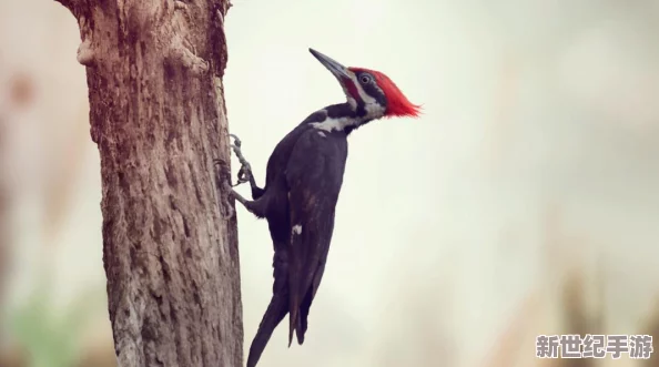 勇者大冒险攻略