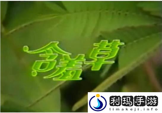 含羞草免费观看电视剧的背景故事