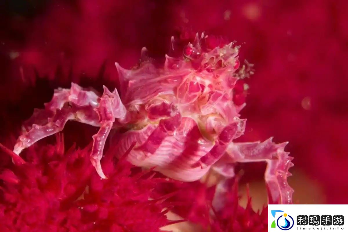 神奇海洋2月13日答案最新2025